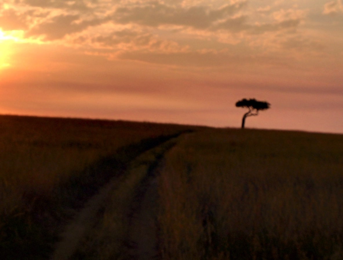 A lone tree on the savanna at sunset